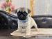 Pug puppy - Eladás