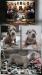 American bully  - Predaj
