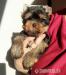 Yorkshire terrier šteniatka s PP  - Predaj