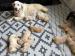 Reinrassige Golden Retriever-Welpen - Verkauf