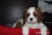 Cavalier King Charles Spaniel-szczeniaczek ZKwP - Sprzedaż