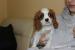 Cavalier King Charles Spaniel-szczeniaczek ZKwP - Sprzedaż
