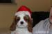 Cavalier King Charles Spaniel-szczeniaczek ZKwP - Sprzedaż