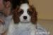 Cavalier King Charles Spaniel-szczeniaczek ZKwP - Sprzedaż