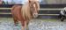 Schetlandský pony  - Prodej
