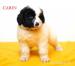 LANDSEER - Predaj