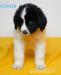 LANDSEER - Predaj