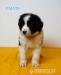 LANDSEER - Predaj