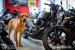 Harley – legendární ridgeback - Prodej