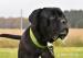 Darujeme nalezeného křížence cane corso - Darování