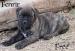 CHS plemena Bullmastiff - predaj TOP šteniatok  - Predaj