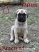 CHS plemena Bullmastiff - predaj TOP šteniatok  - Predaj