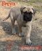 CHS plemena Bullmastiff - predaj TOP šteniatok  - Predaj