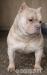 American Bully - Eladás