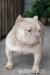 American Bully - Eladás