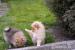 Pomeranian puppies - Eladás