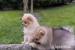 Pomeranian puppies - Eladás