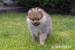 Pomeranian puppies - Eladás