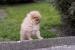 Pomeranian puppies - Eladás