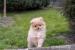Pomeranian puppies - Eladás