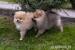 Pomeranian puppies - Eladás