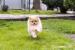 Pomeranian puppies - Eladás