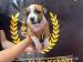 Amerikanische Staffordshire Terrier Welpen  - Verkauf