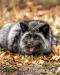 Domestic silver fox, tame puppies 2026 - Prodej