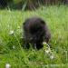 Domestic silver fox, tame puppies 2026 - Prodej