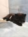 Domestic silver fox, tame puppies 2026 - Prodej