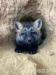 Domestic silver fox, tame puppies 2026 - Prodej