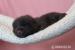 Domestic silver fox, tame puppies 2026 - Prodej