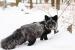 Domestic silver fox, tame puppies 2026 - Prodej
