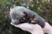 Domestic red fox, tame puppies 2026 - Prodej