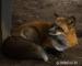 Domestic red fox, tame puppies 2026 - Prodej