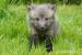Domestic red fox, tame puppies 2026 - Prodej