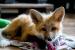Domestic red fox, tame puppies 2026 - Prodej