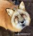 Domestic red fox, tame puppies 2026 - Prodej