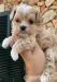 Maltipoo - Predaj