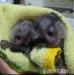 K dispozici krásné opice kosmani - Prodej