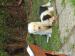 Bobtail  - Prodej
