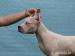 Dogo Argentino kölyökkutyák - Eladás