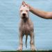 Dogo Argentino kölyökkutyák - Eladás
