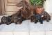Flat coated retriever s PP - Prodej