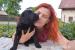 Flat coated retriever s PP - Prodej