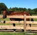 Valach plemena QH na adopciu - Predaj
