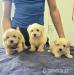 Wunderschöne Maltipoo-Welpen - Verkauf