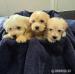 Wunderschöne Maltipoo-Welpen - Verkauf