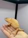 PŘIJÍMÁM REZERVACE NA MLÁĎATA CHAMELEONŮ - Predaj