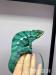 PŘIJÍMÁM REZERVACE NA MLÁĎATA CHAMELEONŮ - Predaj
